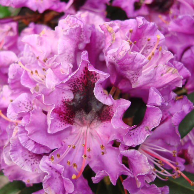Rhododendron Blaue Jungs Grossblumige Hybride