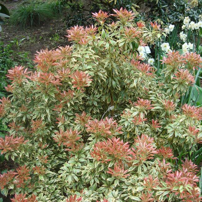 Pieris Japonica Carnaval Lavendelheide Carnaval